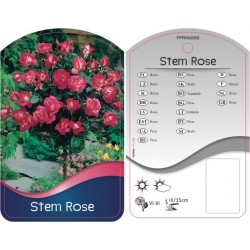Rosa Stem różowo-biała...