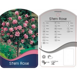 Rosa Stem różowa FPRIN0069