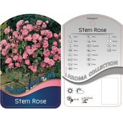 Rosa Stem różowa FPRIN0071