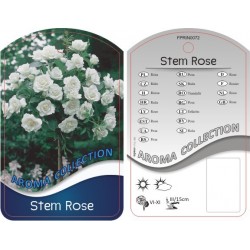 Rosa Stem biała FPRIN0072