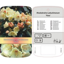 Rhododendron yakushimanum...