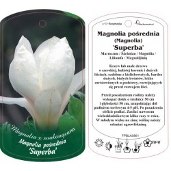 Magnolia 'Superba' FPBLA0861