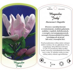 Magnolia 'Judy' FPBLA0058