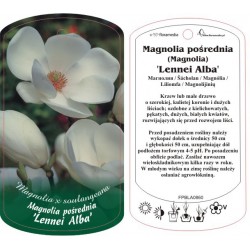 Magnolia 'Lennei Alba'...