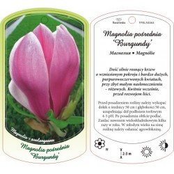 Magnolia x soulangeana...