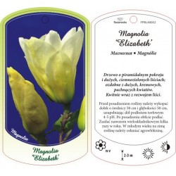 Magnolia 'Elizabeth' FPBLA0052