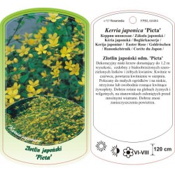 Kerria japonica 'Picta'...