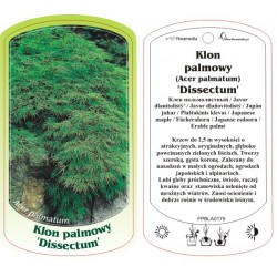 Acer palmatum 'Dissectum'...