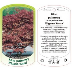 Acer palmatum 'Higasa Yama'...