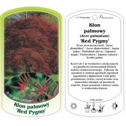 Acer palmatum 'Red Pygmy'...