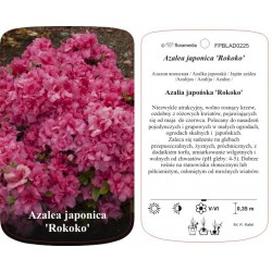 Azalea japonica ‘Rokoko’...