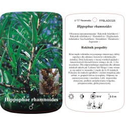 Hippophae rhamnoides...