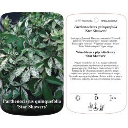 Parthenocissus quinquefolia...