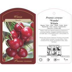 Prunus cerasus 'Wanda'...