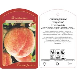 Prunus persica 'Royalvee'...