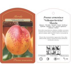 Prunus armeniaca...