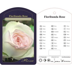 Rosa floribunda...
