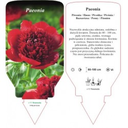 Paeonia red FPBLBY0336