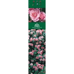 Rosa pnąca różowa KAPROZN115