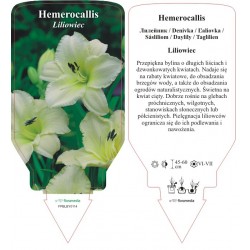 Hemerocallis FPBLBY0114