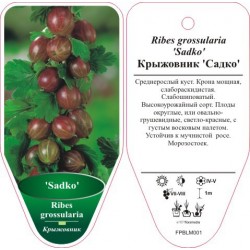 Ribes grossularia 'Sadko'...