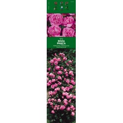Rosa pnąca różowa KAPROZN039