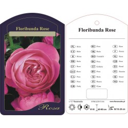 Rosa floribunda różowa...