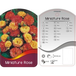 Rosa Miniature FPRIN0056
