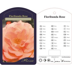 Rosa floribunda jasnoróżowa...