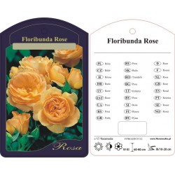 Rosa floribunda ciemnożółta...