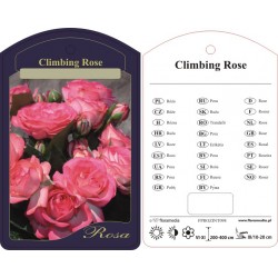 Rosa climber różowo-biała...