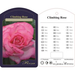 Rosa climber różowa...