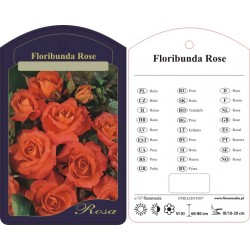 Rosa floribunda czerwona...