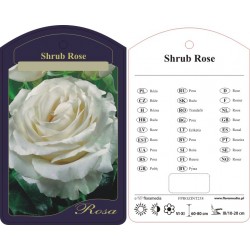 Rosa shrub (historyczna)...