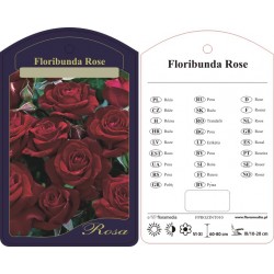 Rosa floribunda bordowa...