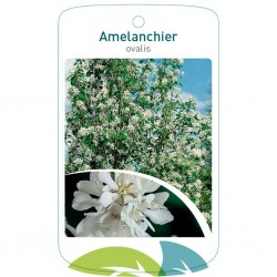 Amelanchier ovalis FMTLL0896