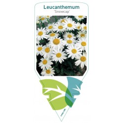 Leucanthemum 'Snowcap'...