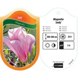 Magnolia 'Judy' FPGL0352