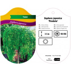 Sophora japonica 'Pendula'...
