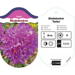 Rhododendron 'Tonika' GLRH0268