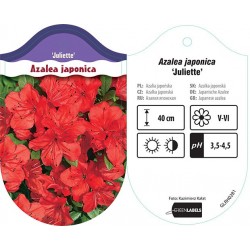 Azalea japonica 'Juliette'...