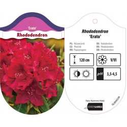 Rhododendron 'Erato' GLRH0338