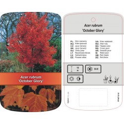 Acer rubrum ‘October Glory’...
