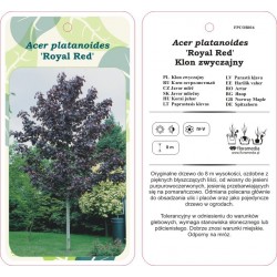 Acer platanoides 'Royal...