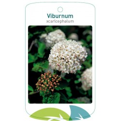 Viburnum carlcephalum...