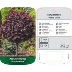 Acer platanoides 'Purple...