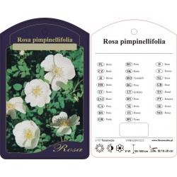 Rosa pimpinellifolia...