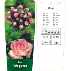 Rosa Róża pienna kremowa z...