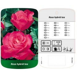 Rosa Hybrid Tea różowa z...