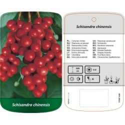 Schisandra chinensis FPINT1490